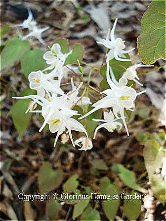 Epimedium sempervirens