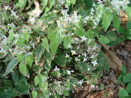 Epimedium stellulatum