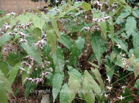 Epimedium omeiense