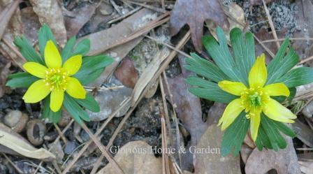 Eranthis hiemalis, or winter aconites, have single six-petaled yellow flowers with a bright green "ruff" of leaves underneath.