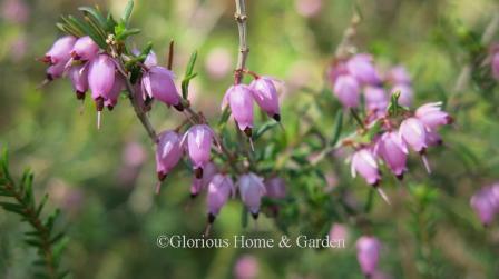 Erica carnea 'Springwood Pink'