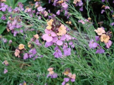 Erysimum linifolium 'Jenny Brook'