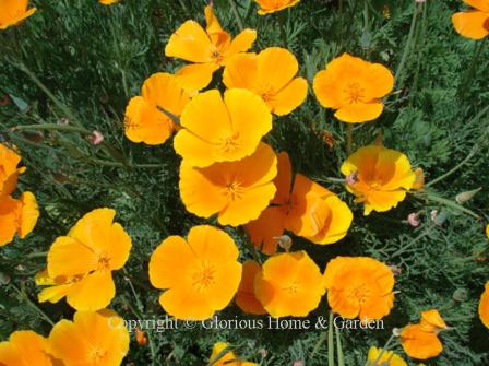 Eschscholzia californica