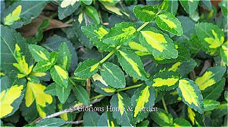 Euonymus fortunei 'Moonshadow' is an evergreen ground cover with small dark-green leaves with a central yellow blotch.