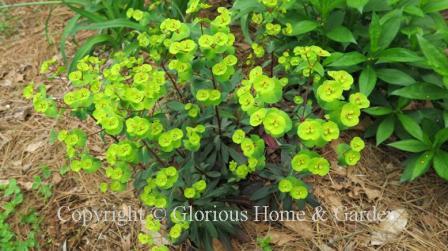 Euphorbia amygdaloide 'Ruby Glow'