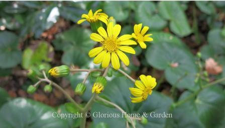 Farfugium japonicum 'Giganteum' is a type of ligularia with huge, thick, rounded heart-shaped, glossy green leaves forming a huge clump. Tall stalks of yellow daisy-like flowers top it in late October into November.