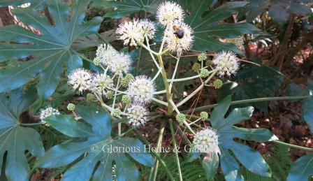 Fatsia japonica produces white globular blooms in fall followed by black berries.