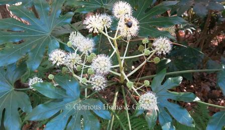 Fatsia japonica