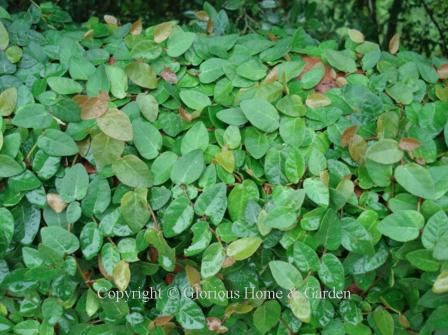 Ficus pumila