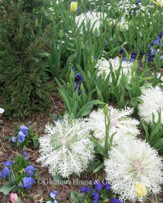 'White Peacock' flowering kale has frilly, deeply segmented leaves in white.  They are standouts in the winter garden especially teamed with pansies and violas.