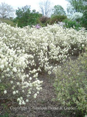 Fothergilla gardenii