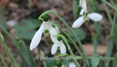Galanthus elwesii, or giant snowdrop, so named because it is larger in all its parts than other species of snowdrops.  Pure white with green markings on the inner petals.