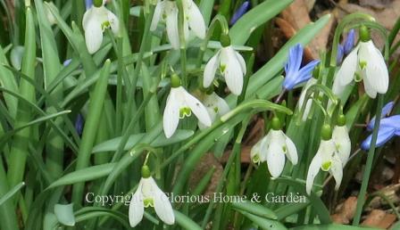 Galanthus nivalis has three pure white petals that flare out like little rotors and the inner cup tinged with green.