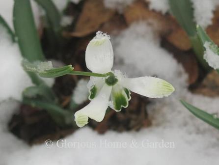 Galanthus nivalis 'Flore-Pleno'