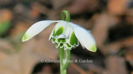Galanthus nivalis 'Flore Pleno'