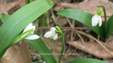 Galanthus worowonii. A native of Russia, this snowdrop is distinguished by its wider leaves.  The white flowers with smaller than some and the petals are narrow with yellowish-green markings on the cup.