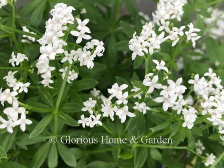 Galium odoratum, or sweet woodruff, has whorls of green leaves that look like Elizabethan collars, and charming fragrant white flowers.