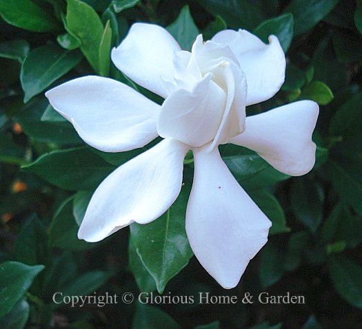 Gardenia jasminoides 'August Beauty' has large double white classic gardenia blooms.