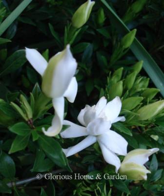 Gardenia jasminoides 'Radicans' is a low spreading shrub with small double white blooms.