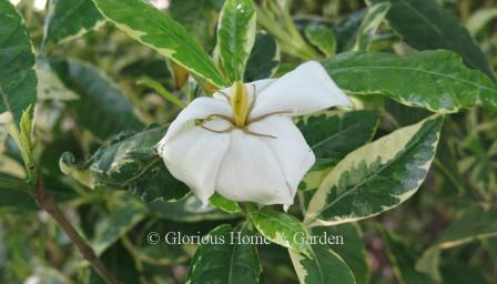 Gardenia jasminoides 'Variegata' has variegated foliage and single daisy-like flowers.
