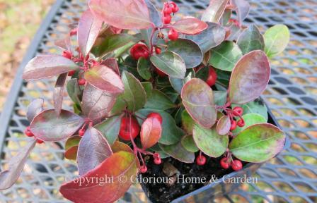 Gaultheria procumbens