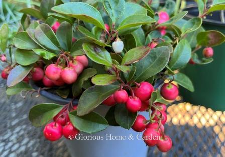 Gaultheria procumbens, wintergreen, is an evergreen ground cover, red fruits persist in winter.