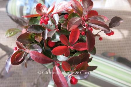 Gaultheria procumbens, wintergreen, is an evergreen ground cover, red fruits persist in winter.
