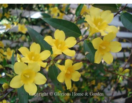 Gelsemium sempervirens, Carolina jessamine