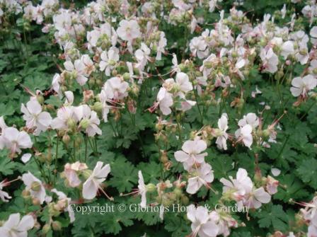 Geranium cinereum 'Ballerina'