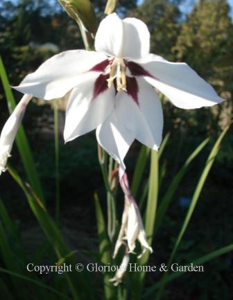 Gladiolus callianthus ‘Murielae’