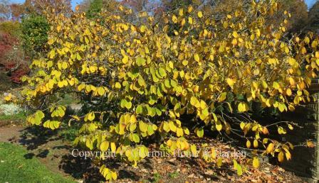 Hamamelis mollis 'Princeton Gold.' The beautiful golden autumn color on this shrub, plus the fragrant yellow flowers that occur in late winter/early spring  makes it an outstanding accent in the landscape.