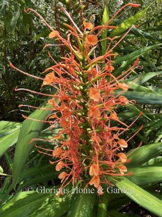Hedychium coccineum, the scarlet, or red, ginger lily sends up striking tall spikes of orange to red-orange fragrant flowers, lending a tropical air to the late summer into early fall.