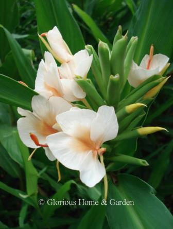 Hedychium x ‘Peach Delight’ is a cross between H. coronarium and H. coccineum, a Plant Delights Nursery introduction.