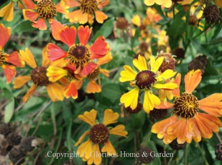Helenium autumnale comes in autumnal colors of red, orange, and yellow. The large domed centers resemble coneflowers, but the array of petals with lobed, toothy tips are distinctive.