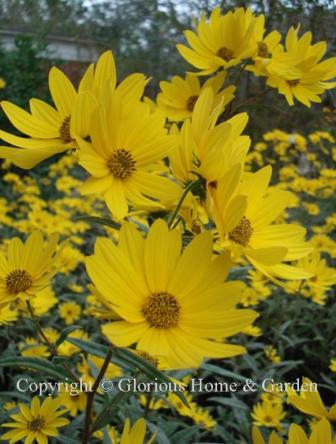 Helianthus angustifolius, 5-7' tall, with cheery bright golden yellow blooms, this sunflower really creates an impact in the fall garden.