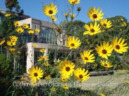 Helianthus salicifolius, or willowleaf sunflower, is similar to swamp sunflower, but the yellow flowers are a bit smaller, and it has narrower leaves.