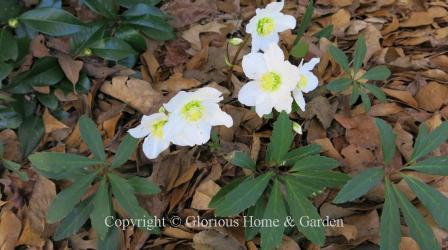 Helleborus niger HCG® ‘Jacob’ has a pure white single flower.