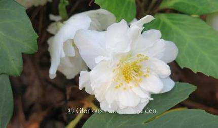 Helleborus niger HCG® 'Snow Frills' has a pure white double flower.