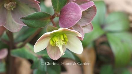 Helleborus x ballardiae 'Merlin'
