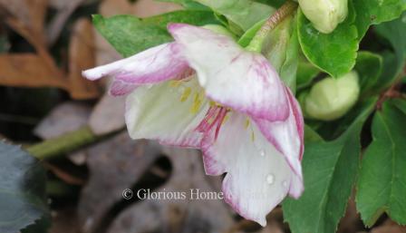 H. x glandorfensis HCG® Ice n’ Roses® ‘Picotee’has single white flowers with pink edges.