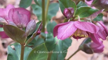 Helleborus x glandorfensis HCG® Ice n’ Roses®  'Red'