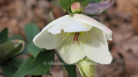 Helleborus x glandorfensis HCG® Ice n’ Roses® ‘White’