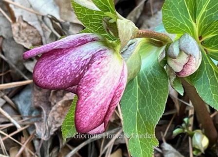 Helleborus x hybridus Honeymoon® 'French Kiss'