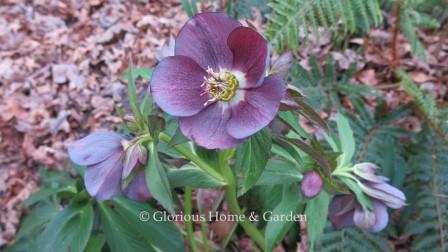 Helleborus x hybridus 'Mardi Gras Slate Shades'