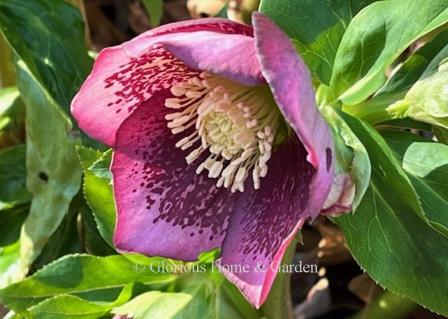 H. x hybridus HGC® Spring Promise® ‘Rachel’