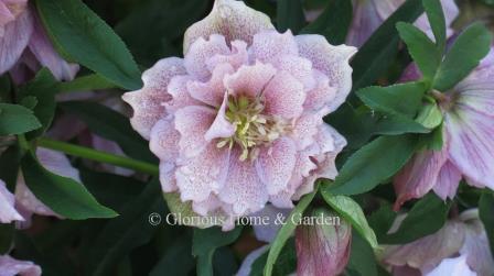 Helleborus x hybridus Winter Delights Double Pink with Spots