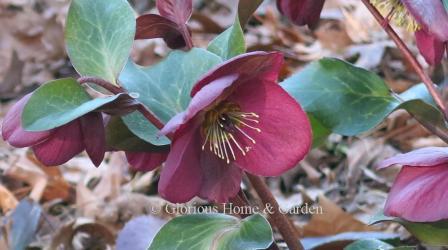 H. x iburgensis Frostkiss® ‘Anna’s Red’™ has red flowers and mottled foliage.