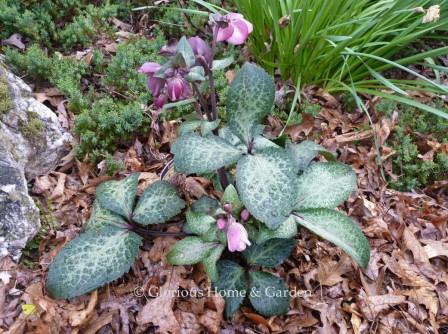 Helleborus x iburgensis Frostkiss® 'Dorothy's Dawn'