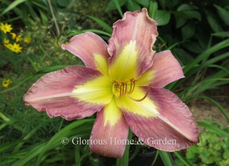 Hemerocallis 'Aerial Applique' is an eye-catcher in lavender with a darker violet halo and large golden yellow applique.