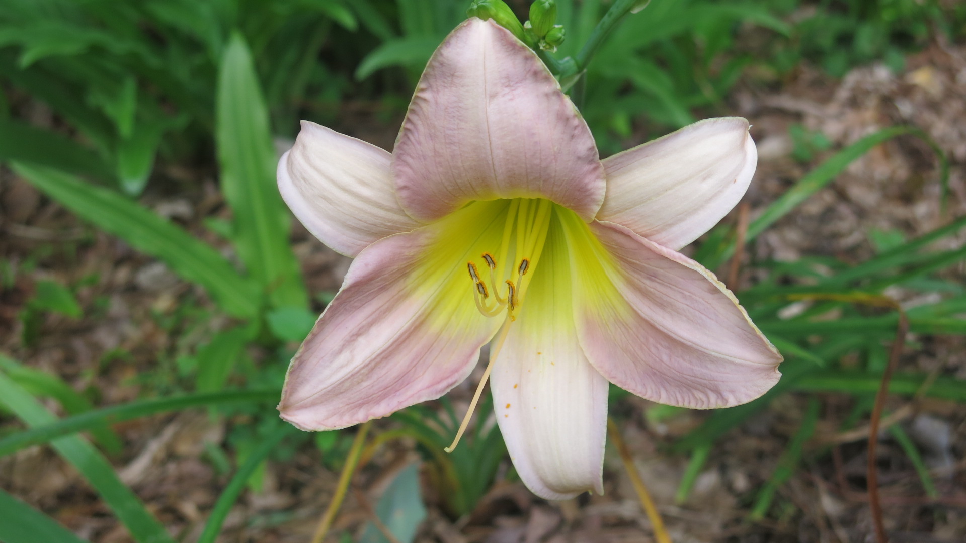 Hemerocallis 'Catherine Woodbery' has soft lavender petals with paler sepals and a wide, glowing chartreuse heart.